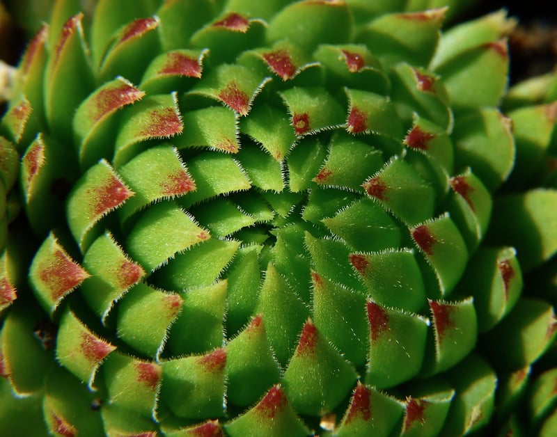 Succulent Wreaths