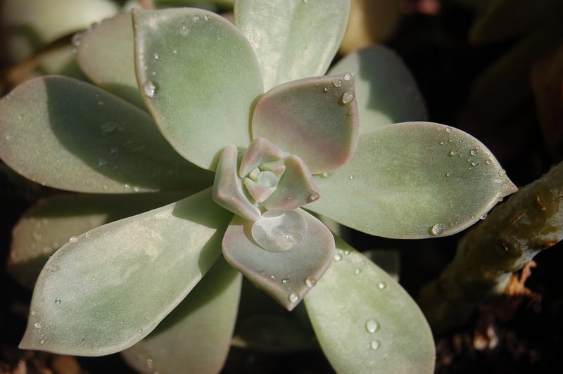 Sedum