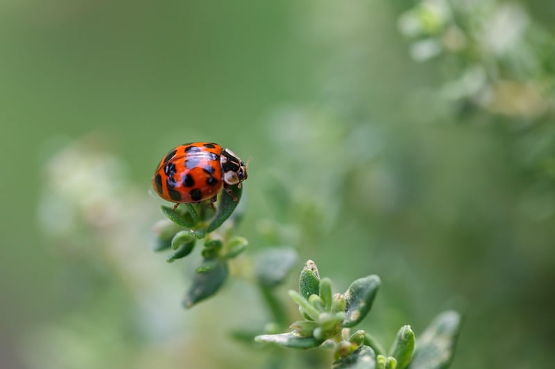 Ladybug in the garden